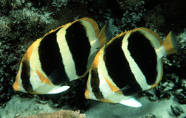 Chaetodon tricinctus